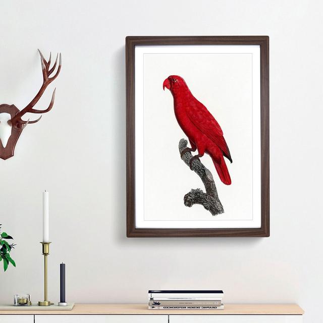 Cardinal Lory by F. Levaillant - Picture Frame Painting Print East Urban Home Frame Option: Walnut Framed, Size: 48cm H x 36cm W x 2cm D on Productcaster.