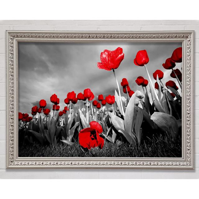 Red Tulip Skies B N W - Single Picture Frame Art Prints Brayden Studio Size: 42cm H x 59.7cm W x 3cm D, Format: White Framed Paper on Productcaster.