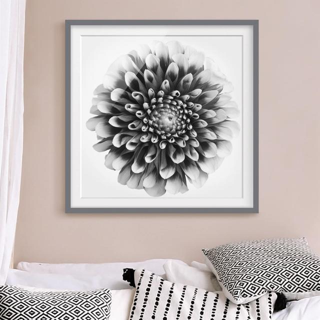 Aster II Framed Graphic Art Print East Urban Home Frame Options: Matt grey, Size: 50cm H x 50cm W on Productcaster.