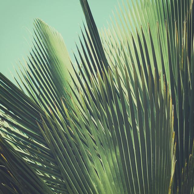 Palm Leaves, Sunlight by Sk901 - Wrapped Canvas Print 17 Stories Size: 51cm H x 51cm W on Productcaster.