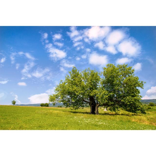 Mulberry Tree - Wrapped Canvas Print 17 Stories Size: 20cm H x 30cm W x 3.8cm D on Productcaster.