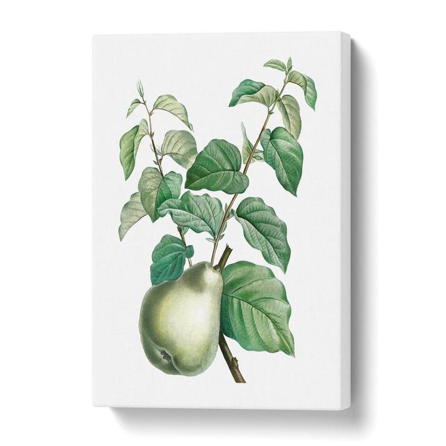 'Pear Fruit' by Pierre-Joseph Redoute - Wrapped Canvas Painting Print East Urban Home Size: 61 cm H x 40.6 cm W on Productcaster.