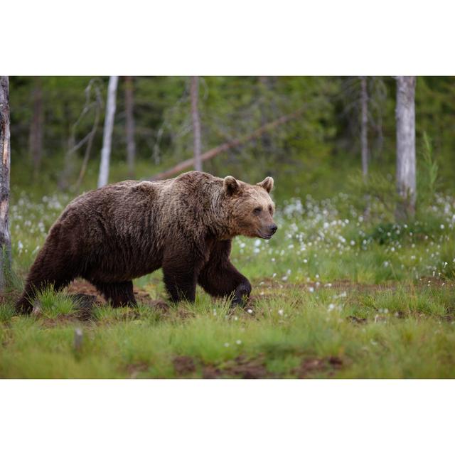 Braunbär von KaidoKarner - Druck Alpen Home Größe: 80 cm H x 120 cm B on Productcaster.