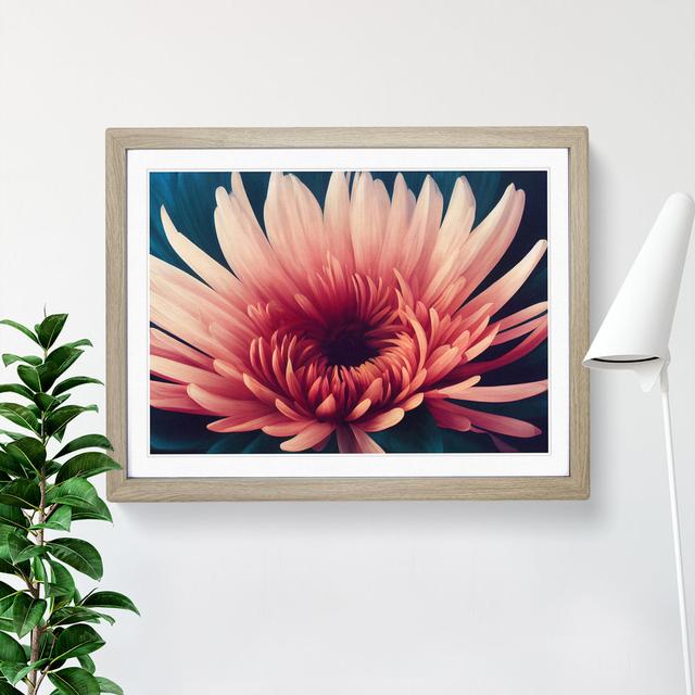 Impactful Chrysanthemum Flower - Picture Frame Graphic Art ClassicLiving Frame Colour: Oak, Size: 46cm H x 64cm W x 2cm D on Productcaster.