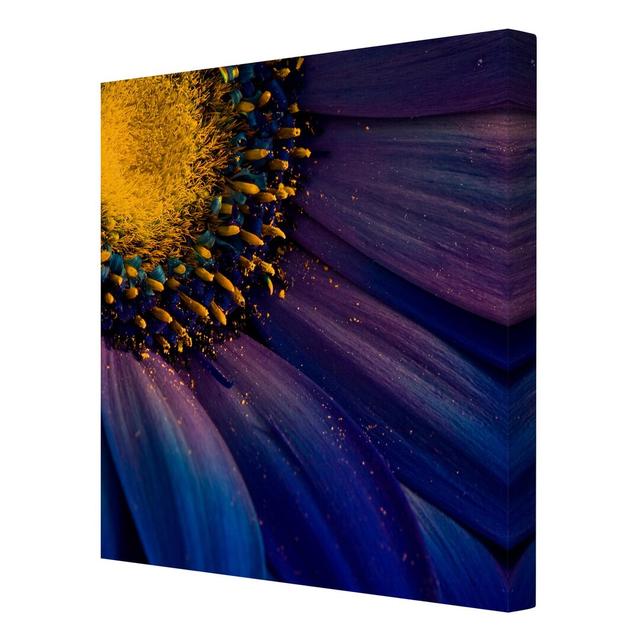 Blue Gebera Flower Photographic Print on Canvas East Urban Home Size: 70cm L x 70cm W on Productcaster.