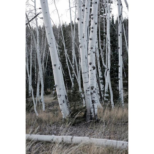 Pale Bark II by Danny Head - Wrapped Canvas Print Union Rustic Size: 91cm H x 61cm W on Productcaster.