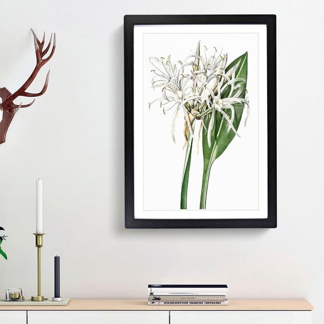 Spiderlily Flowers by Pierre-Joseph Redoute - Picture Frame Painting Print East Urban Home Frame Option: Black Framed, Size: 36cm H x 27cm W x 2cm D on Productcaster.