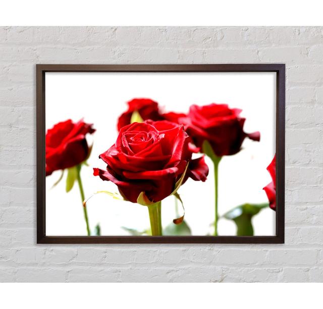 Long Stem Roses - Single Picture Frame Art Prints on Canvas Bright Star Size: 59.7cm H x 84.1cm W x 3.3cm D on Productcaster.