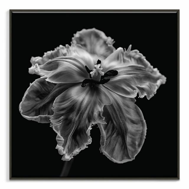 'Parrot Tulip' Art Print on Canvas East Urban Home Size: 61cm H x 61cm W, Format: Black Floater Frame on Productcaster.