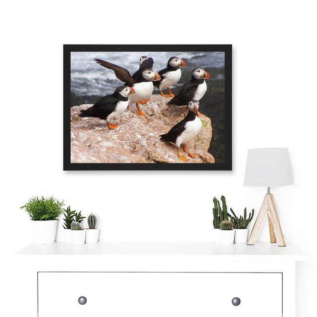 Animal North Atlantic Puffins Birds Beach Edge of Ocean Rock - Picture Frame Photograph on Paper Highland Dunes on Productcaster.