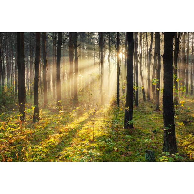 Sonnenstrahlen durchdringen Wald by Konradlew - Druck Alpen Home Größe: 60 cm H x 90 cm B on Productcaster.