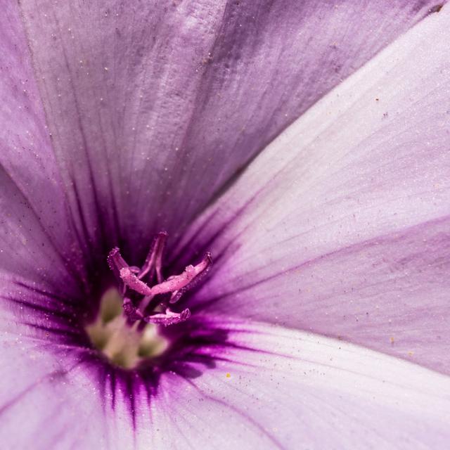 Macro Plant Radiant Orchid - Wrapped Canvas Print 17 Stories Size: 76cm H x 76cm W on Productcaster.