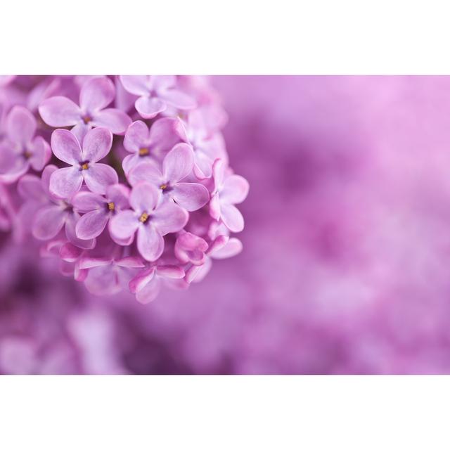 Kasie Fragrant Lilac Blossoms by Ahmed Abdel Hamid - Wrapped Canvas Photograph Latitude Run Size: 61cm H x 91cm W x 3.8cm D on Productcaster.