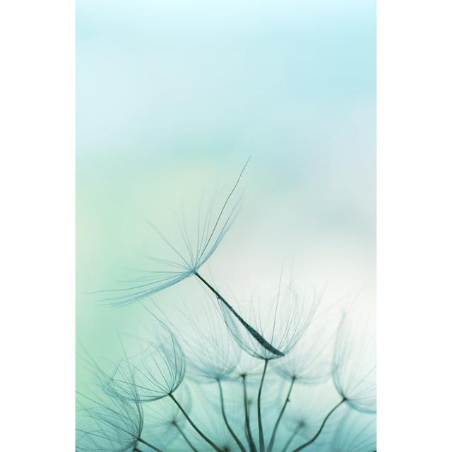 Dandelion Seed by Jasmina007 - Print 17 Stories Size: 60cm H x 40cm W on Productcaster.