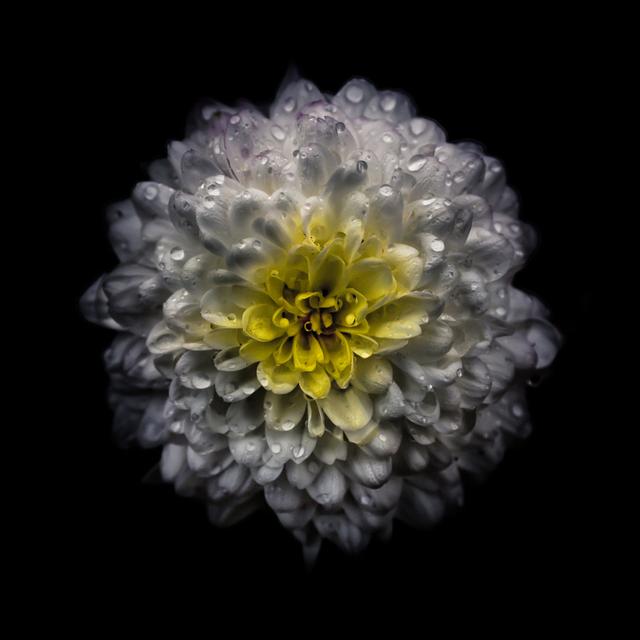 White And Yellow Mum by Brian Carson - Wrapped Canvas Print Latitude Run Size: 122cm H x 122cm W on Productcaster.