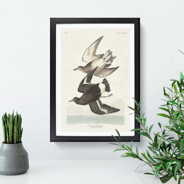 Flying Sandpiper Birds by John Audubon - Picture Frame Painting Print East Urban Home Size: 48cm H x 36cm W x 2cm D, Frame Option: Black Framed on Productcaster.