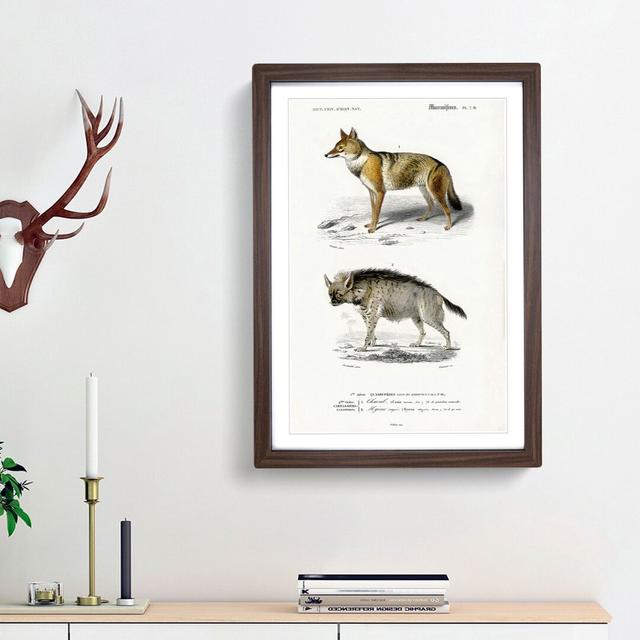 Golden Jackal & Striped Hyena by Charles D' Orbigny - Picture Frame Graphic Art Print East Urban Home Frame Option: Walnut Framed, Size: 48cm H x 36cm on Productcaster.