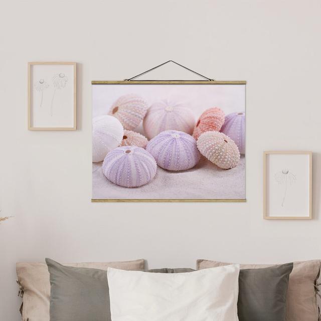 Sea Urchin in Pastel - Photograph Print Highland Dunes Size: 75cm H x 100cm W x 0.3cm D on Productcaster.