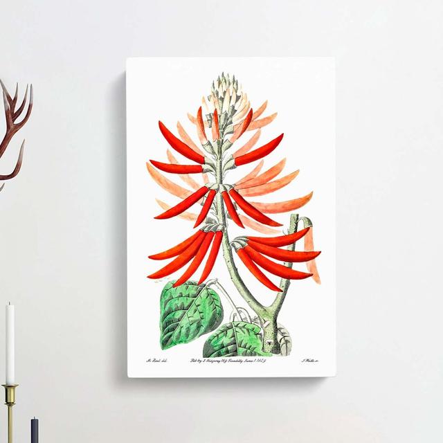 Flowers Of The Erythrina Plant - Wrapped Canvas Painting East Urban Home Size: 50cm H x 35cm W x 3cm D on Productcaster.