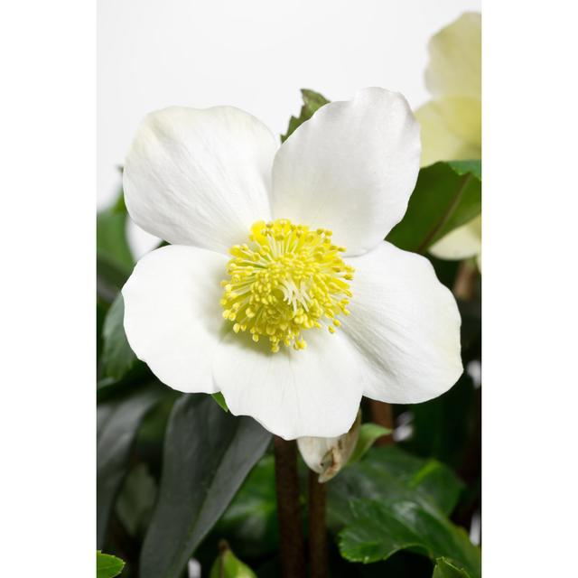 Siedentopf Christmas Rose - Wrapped Canvas Photograph Latitude Run Size: 30cm H x 20cm W x 3.8cm D on Productcaster.