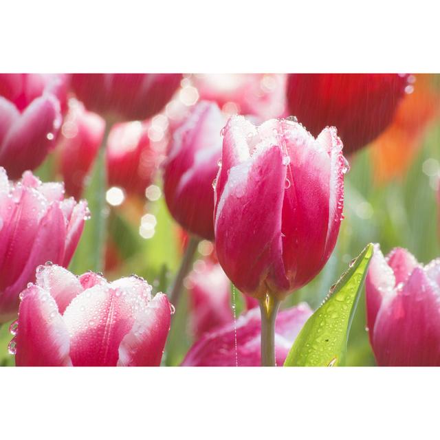 Beautiful Tulip Flower In Rain by Littleevilyorky - Wrapped Canvas Print Ebern Designs Size: 81cm H x 122cm W on Productcaster.