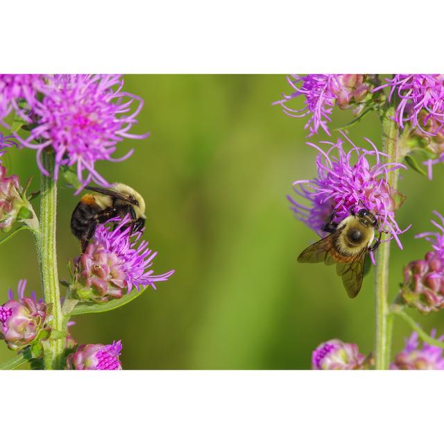 Clotille Bumble Bees by Bobgrif - Wrapped Canvas Photograph 17 Stories Size: 51cm H x 76cm W x 3.8cm D on Productcaster.