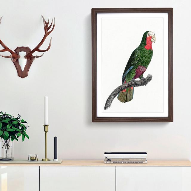 A Cuban Parrot by F. Levaillant - Single Picture Frame Painting East Urban Home Size: 33cm H x 24cm W x 2cm D, Frame Option: Walnut Framed on Productcaster.