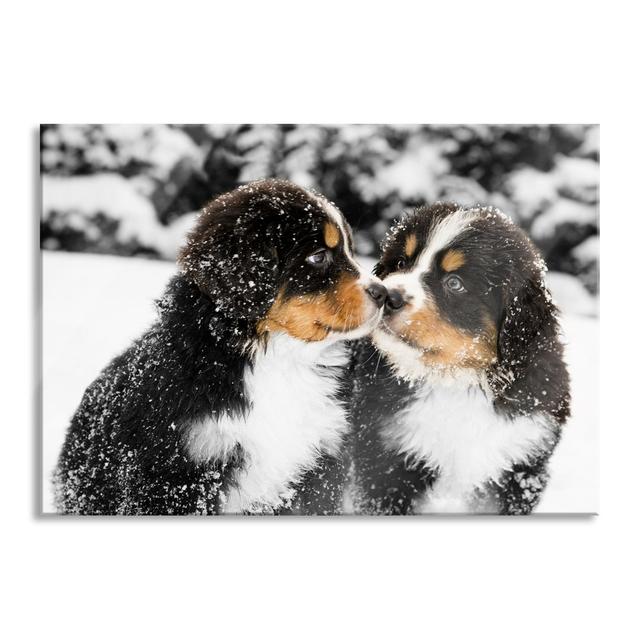 Bernese Mountain Dogs in the Snow - Unframed Photograph on Glass Brayden Studio Size: 60cm H x 80cm W x 0.4cm D on Productcaster.