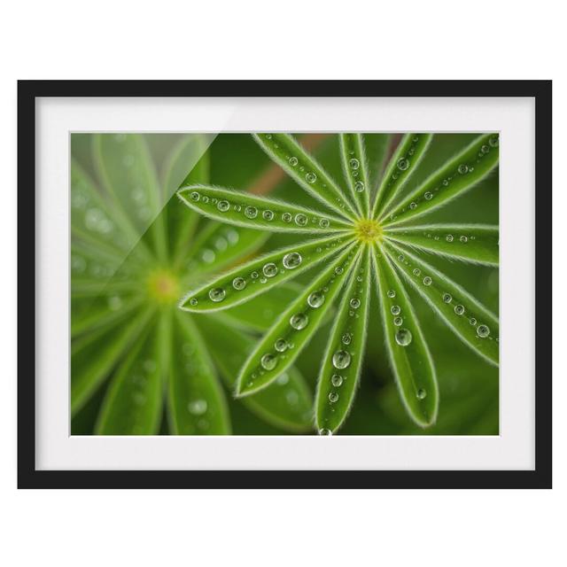 Morning Dew on Lupine Leaves - Picture Frame Photograph Ebern Designs Size: 30cm H x 40cm W x 2cm D, Frame Option: Black Framed on Productcaster.