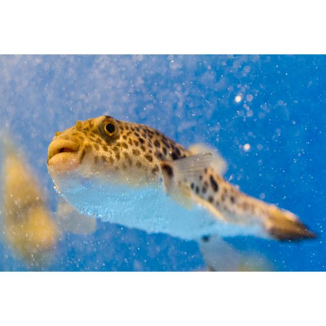 Blowfish Swimming by Jonathan Austin Daniels - Print 17 Stories Size: 120cm H x 80cm W on Productcaster.