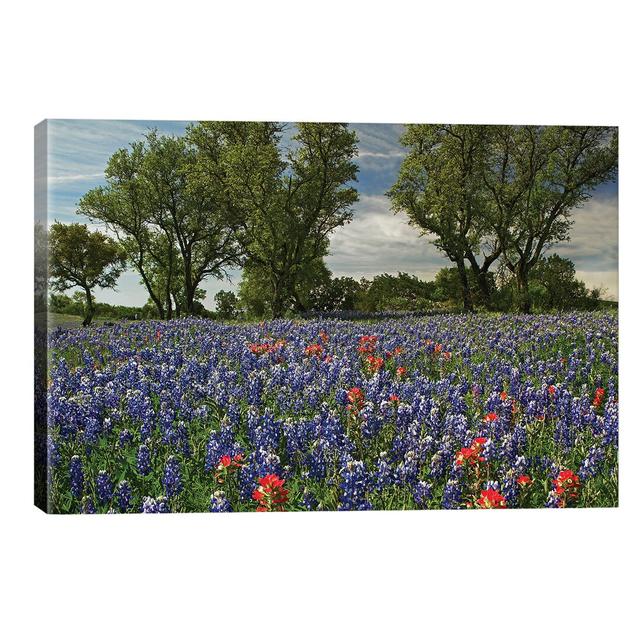 'Sand Bluebonnet And Indian Paintbrush Flowers In Bloom, Hill Country, Texas' by Aimee Wilson - Wrapped Canvas Painting Print Rosalind Wheeler Size: 6 on Productcaster.