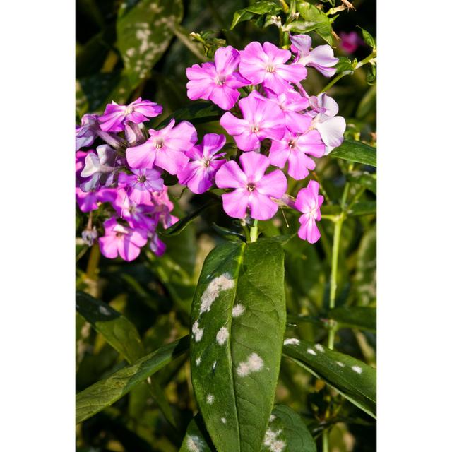 Mildew on Phlox by Copit - Wrapped Canvas Photograph 17 Stories Size: 30cm H x 20cm W on Productcaster.