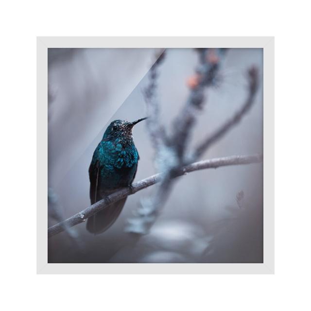 Hummingbird in Winter - Picture Frame Photograph Ebern Designs Frame Option: White Framed, Size: 50cm H x 50cm W x 2cm D on Productcaster.