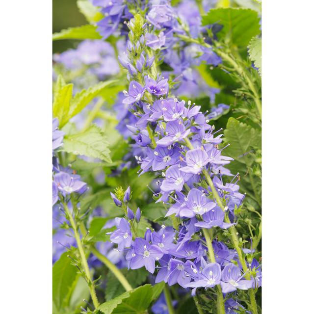 Hungarian Speedwell (Veronica Austriaca) - Wrapped Canvas Photograph Latitude Run Size: 76cm H x 51cm W x 3.8cm D on Productcaster.