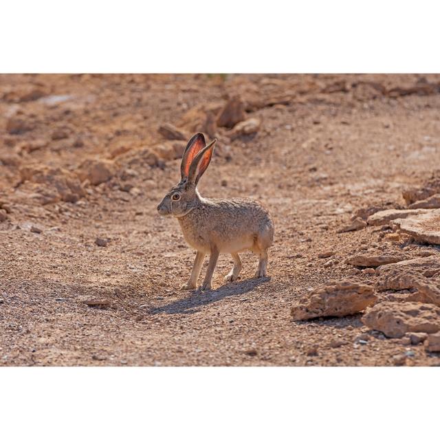 Silesia Rabbit In The Desert - Wrapped Canvas Print Natur Pur Size: 61cm H x 91cm W x 3.8cm D on Productcaster.