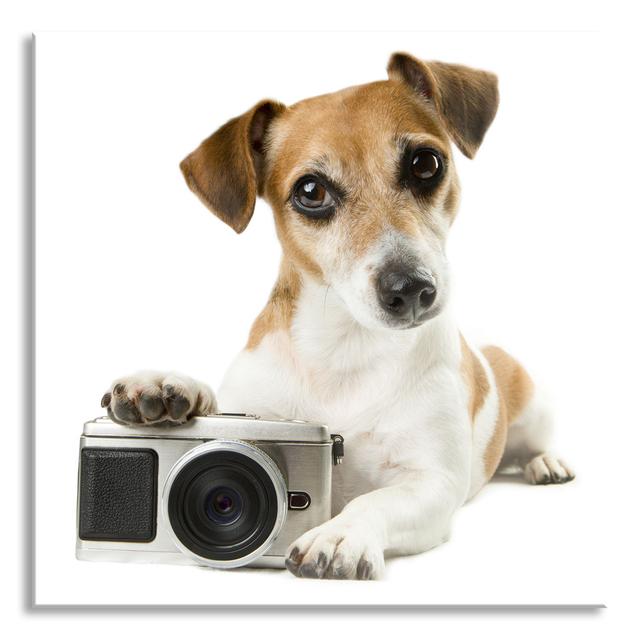 Cute Puppy With Camera - No Frame Print on Glass 17 Stories Size: 80cm H x 80cm W x 0.4cm D on Productcaster.