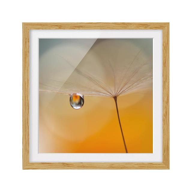 Dandelion Framed Print in Orange East Urban Home Size: 70cm H x 70cm W, Frame Options: Natural oak on Productcaster.