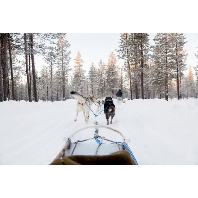 Tourists Running a Dogsled by Jorge Duarte Estevao - Wrapped Canvas Photograph Alpen Home Size: 51cm H x 76cm W on Productcaster.