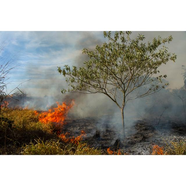 Forest Fire In Brazil by Josemoraes - No Frame Art Prints on Canvas 17 Stories Size: 20cm H x 30cm W on Productcaster.