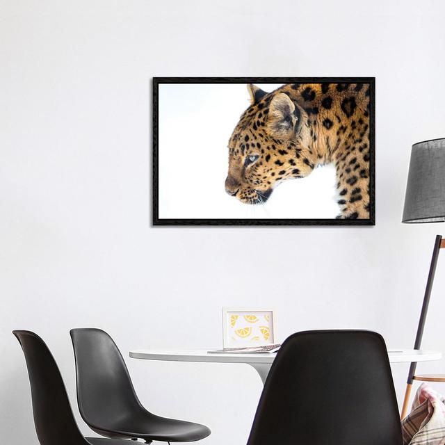 Big Cat by David Gardiner - Photograph on Canvas Ebern Designs Format: Black Framed, Size: 66.04cm H x 101.6cm W on Productcaster.