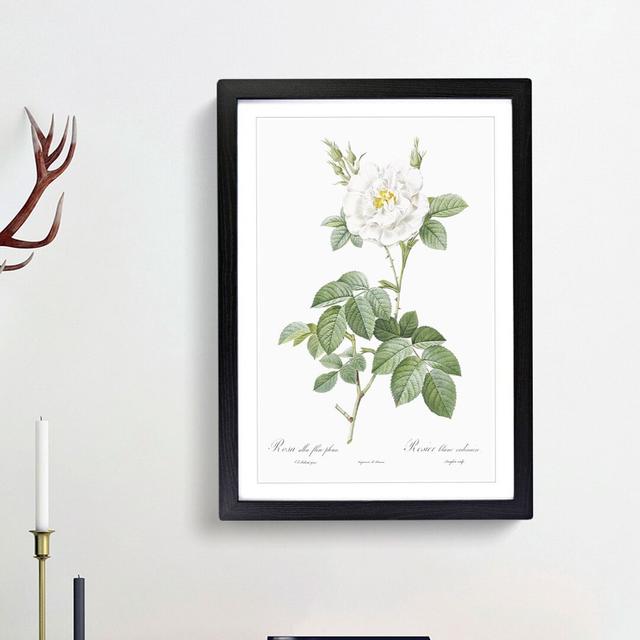 White Rose in Bloom by Pierre-Joseph Redoute - Picture Frame Art Prints East Urban Home Frame Option: Black Framed, Size: 65cm H x 48cm W x 2cm D on Productcaster.