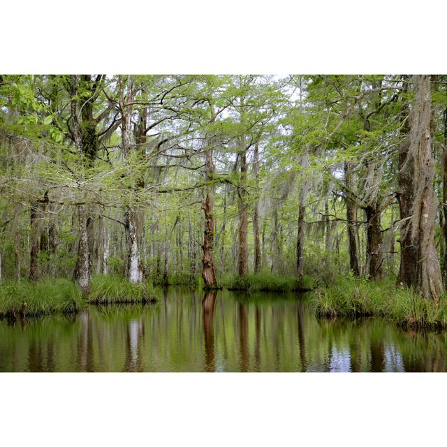 Cypress Trees by Katie Dobies - Print Alpen Home Size: 61cm H x 91cm W on Productcaster.