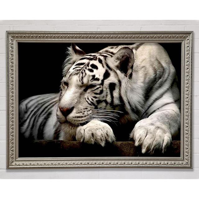 Silver Tiger Rest - Single Picture Frame Art Prints Ebern Designs Size: 21cm H x 29.7cm W on Productcaster.