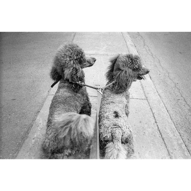 Higginson Two Poodles One Leash by Jonah_M - Wrapped Canvas Print ClassicLiving Size: 51cm H x 76cm W x 3.8cm D on Productcaster.