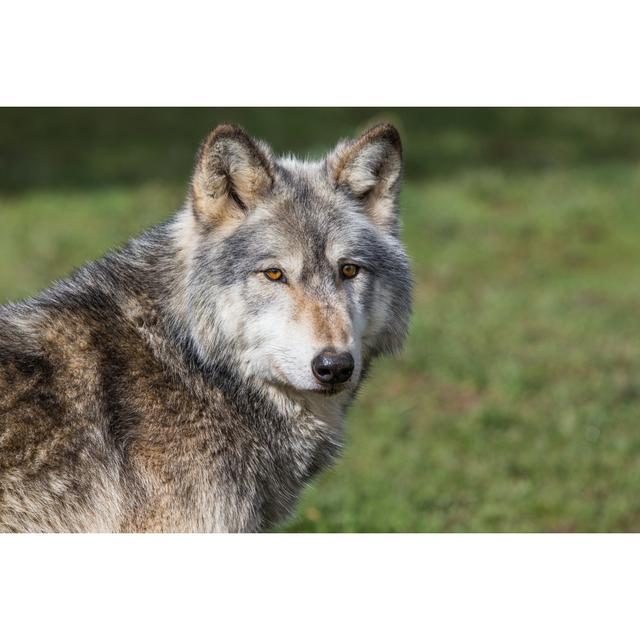 Wolf - Wrapped Canvas Photograph Union Rustic Size: 81cm H x 122cm W on Productcaster.