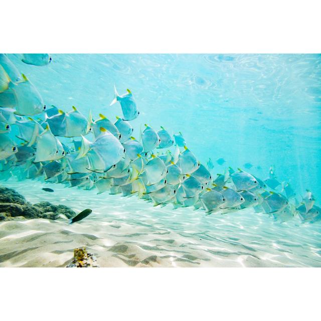 Flock Of Tropical Fish by Andrey Danilovich - No Frame Art Prints on Canvas Beachcrest Home Size: 20cm H x 30cm W on Productcaster.