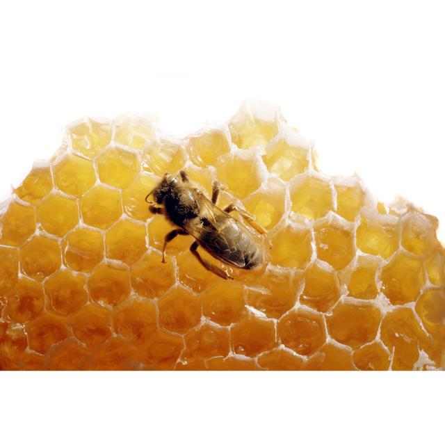 Bee On Honey by Floortje - Print Marlow Home Co. Size: 20cm H x 30cm W on Productcaster.