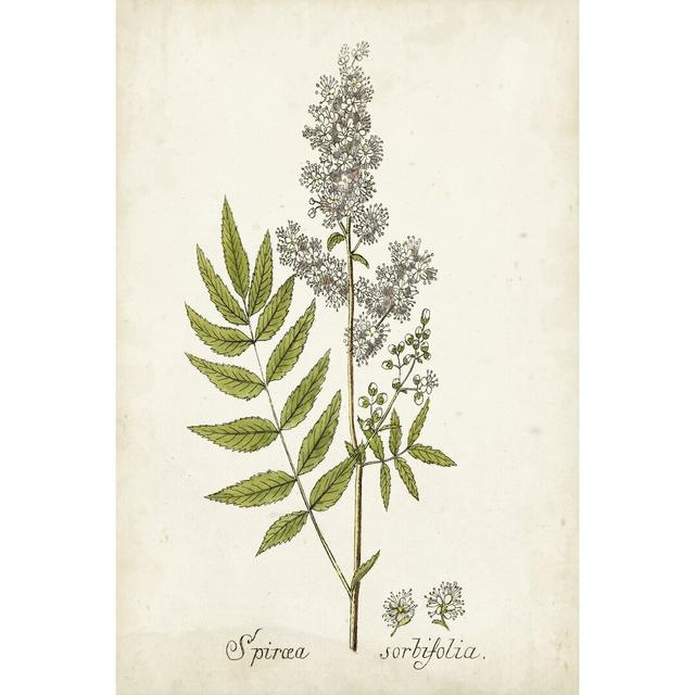 Antique Herb Botanical III - Wrapped Canvas Painting Brambly Cottage Size: 76cm H x 51cm W on Productcaster.