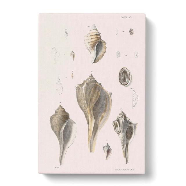 Types of Seashells PL. 9 by J.E. De Kay - Wrapped Canvas Painting Print East Urban Home Size: 60cm H x 40cm W x 3cm D on Productcaster.