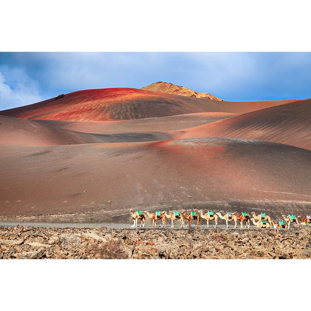 Riding camels are waiting for tourists in Timanfaya National Park Natur Pur Size: 61cm H x 91cm W on Productcaster.